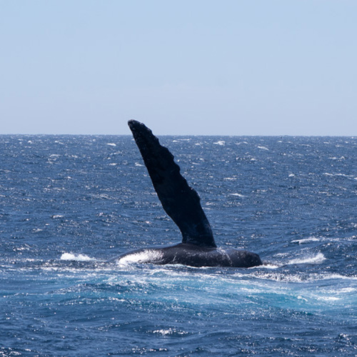 Fotografiar ballenas en lancha