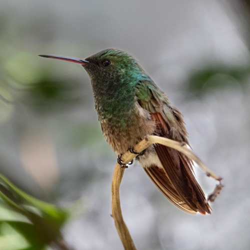 ¿Por qué tengo un especial cariño por fotografiar colibríes?